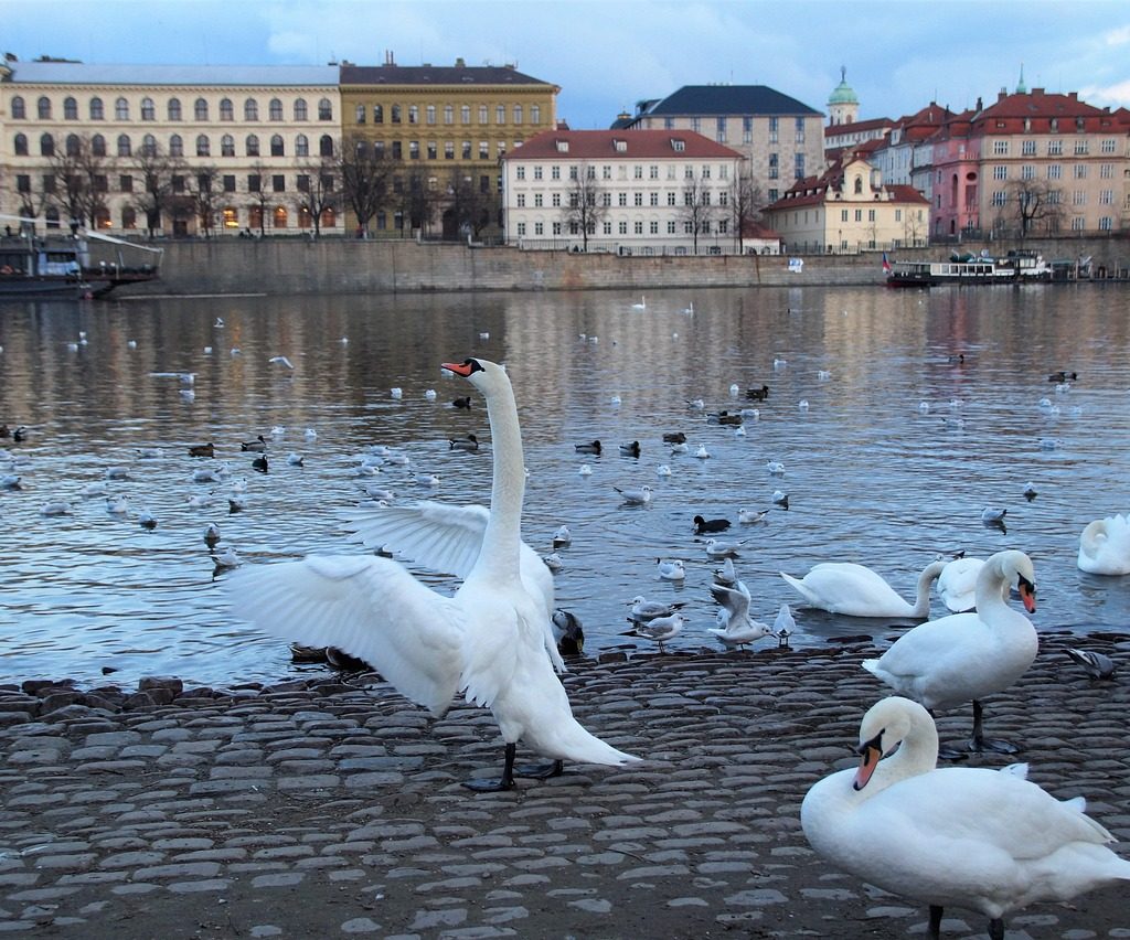 Πράγα (Τσεσκι Κρουμλοβ): Ιανουάριος - Μάρτιος